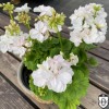 Pelargonium 'Petite Blanche' - Pelargoon 'Petite Blanche' P9/0,55L